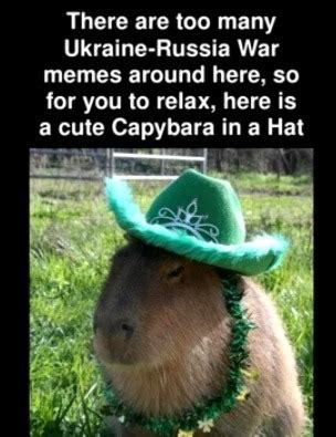 The best Capybara memes :) Memedroid