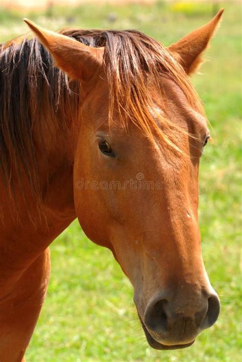 Brown Horse Portrait Stock Photo Image Of Equus Equine 17582032