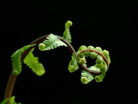 Gambar Pohon Alam Menanam Daun Bunga Hijau Menghasilkan Hitam