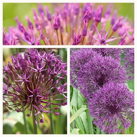 Gardening Garden Outdoors Humphreys Garden Allium Caeruleum Azureum X