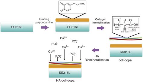 Figure From Immobilisation Of Hydroxyapatite Collagen On Polydopamine