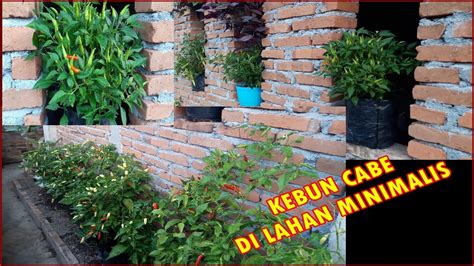 TANAM CABE DI LAHAN MINIMALIS BERASA PUNYA LAHAN 1 HEKTAR HOW TO