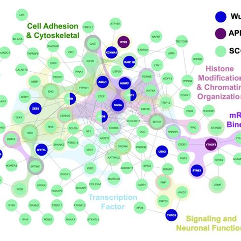 Network Analysis And Gene Ontology Of ASD DM Candidate Genes ASD DM