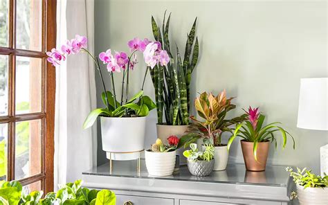 Top Best Indoor Flowering Plants For A Majestic Interior