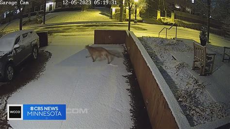 Cougar Hit Killed On I 394 After Recent Sightings In Minneapolis Youtube