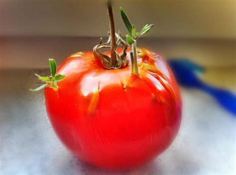 Freaky Fruits Seeds Sprouting Inside Tomato Garden Culture Magazine