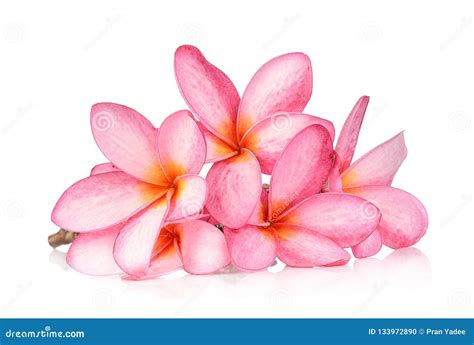 Frangipani Flower Isolated On White Background Stock Photo Image Of