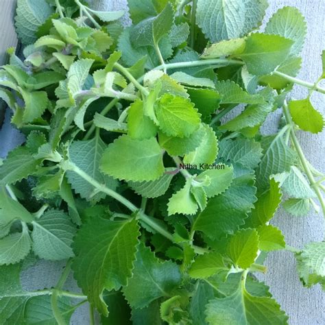 How To Dry And Store Ajwain Leaves Diy Dried Oregano Leaves Nitha Kitchen