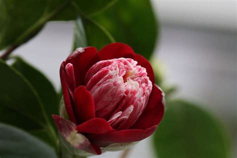 Kamelie Camellia Jap Shikibu Camellia Flower