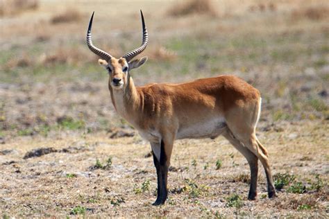 Red Lechwe Facts Size Habitat Diet And Pictures