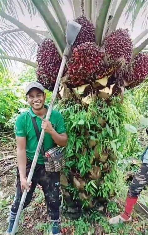 Petani Harus Sesuaikan Jenis Pupuk Dengan Kebutuhan Sawit Elaeis Co