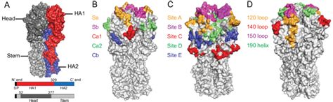 Hemagglutinin (HA) structure and antigenic binding sites. (A) Structure ...