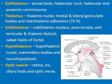 Development of Diencephalon - YouTube