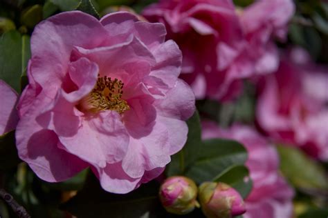 Camellia Flower Free Stock Photo Public Domain Pictures