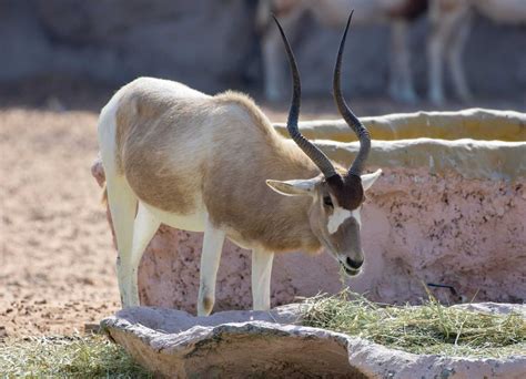 20 Unique Desert Animals That Defy the Harshest Climates - Rarest.org