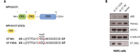 Figure From Hpv E Modulates The Cell Surface Expression Of Met And