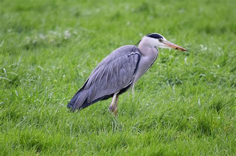 Lassociation Naturel à Luisant Zoom Sur Le Héron Cendré Ardea Cinerea