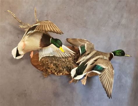 Mallard Mount Mallard Drake Mounts Puddle Duck Mounts Taxidermy