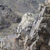 Snow Leopards In Mongolia Felidae Conservation Fund