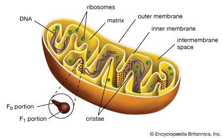 Mitochondrion | Definition, Function, Structure, & Facts | Britannica