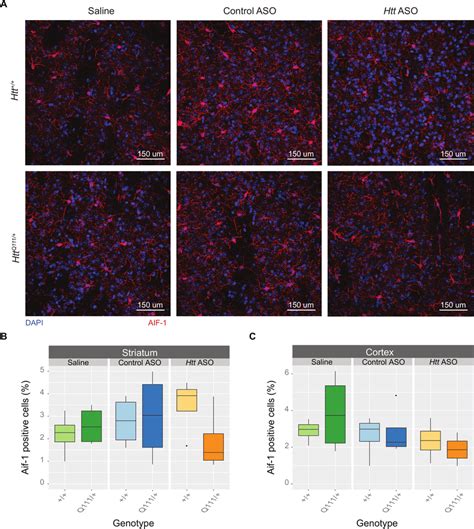 Peripheral Htt ASO Treatment Does Not Alter Corticostriatal Microglia