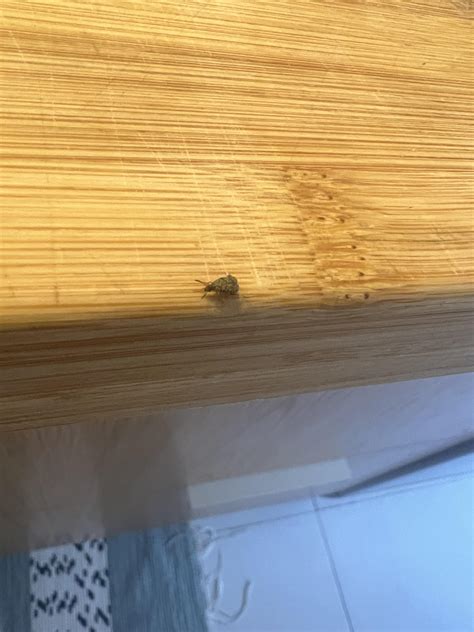 Is this one of the infamous Paris Bedbugs? : r/whatbugisthis