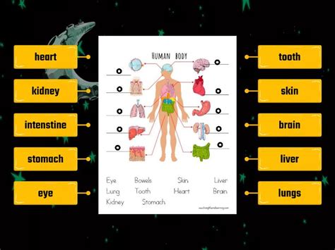 Internal organs for young learners - Labelled diagram