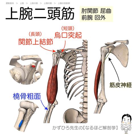 上腕二頭筋の起始・停止・支配神経（biceps Brachii）暗記用画像付き 徹底的解剖学（かずひろ先生 解剖学）