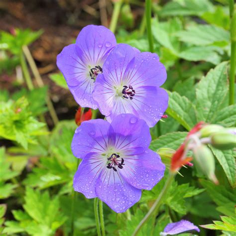 Rozanne Cranesbill - Geranium x 'Rozanne' – ServeScape