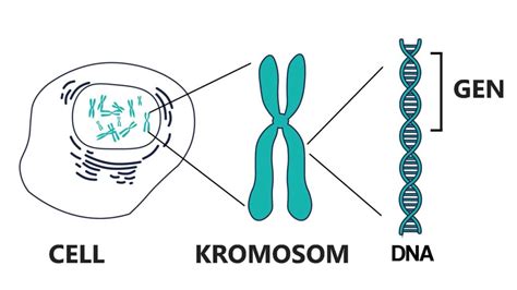 Dna Celler Gener Genom Och Crispr Cas Vetenskap Allm Nhet