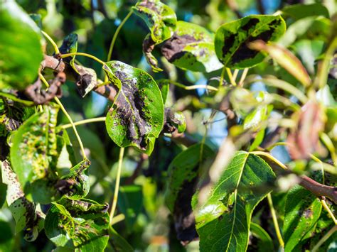 Birnbaum Bl Tter Schwarz Ursachen Hilfe