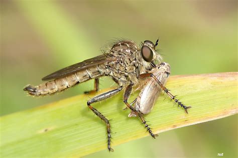 Machimus Rusticus Les Photos De Nellou