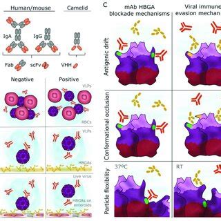 Monoclonal antibody types and their functional characterization. (A)... | Download Scientific ...