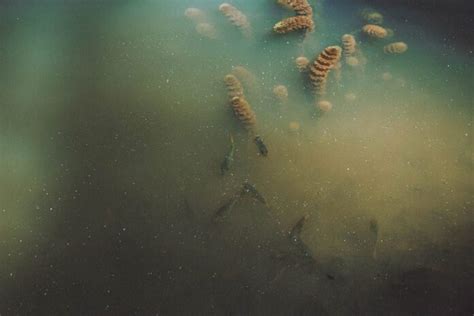 murky water    restore clarity