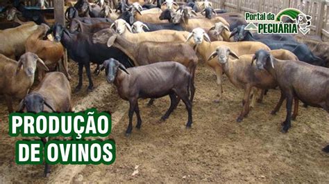 Produ O De Ovinos Cria O De Ovinos E Caprinos Youtube