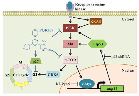 Suppression Of Pi3kaktmtorc Mycmtp53 Positive Feedback Loop Induces