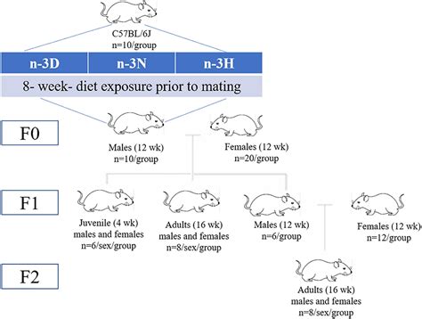 Frontiers Paternal Dietary Ratio Of N 6 N 3 Polyunsaturated Fatty