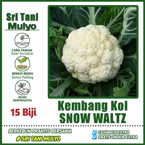 Jual Biji Benih Kembang Kol Snow Waltz Bunga Kol Unggul Import