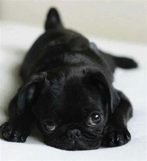 Soooo Cute Black Pug Puppies Cute Pug Pictures Baby Pugs