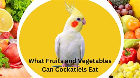 What Fruits And Vegetables Can Cockatiels Eat A Guide For Diet