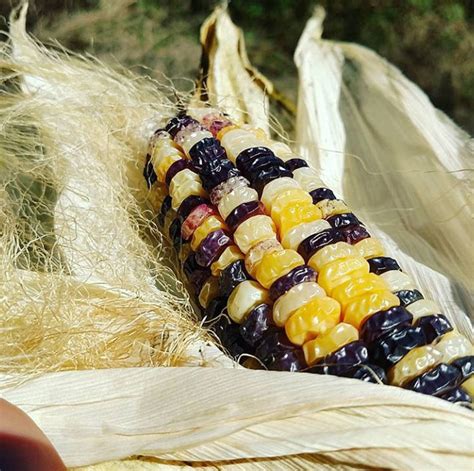 Corn Sweet Anasazi Seeds The Seed Collection