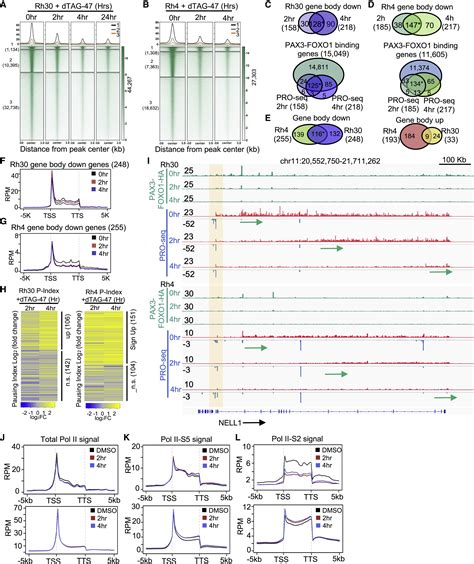 Pax3 Foxo1 Coordinates Enhancer Architecture Erna Transcription And