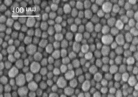 SEM Image Of Gold Nanoparticles Deposited By Spontaneous Evaporation Of