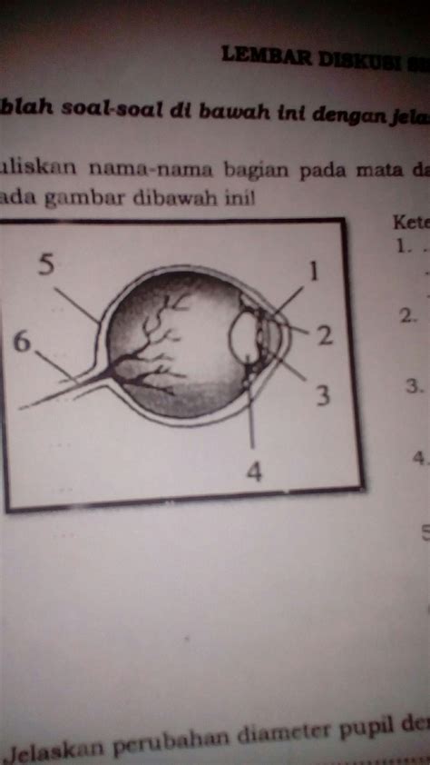 Gambar Bagian Mata Dan Fungsinya Brain