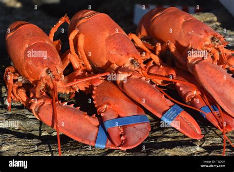 Giant Cooked Red Lobsters For A Yummy Meal Stock Photo Alamy