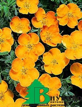 Лапчатка Кустарниковая "Сансет" (Potentilla fruticosa Sunset ...
