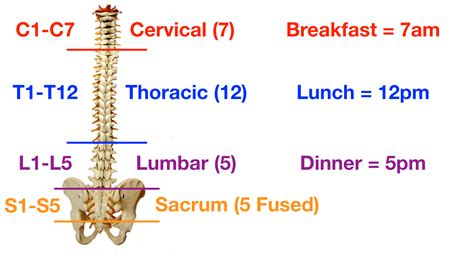 Coccygeal Vertebrae