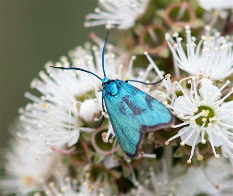 Geelong’s Nature Stewards Program invites locals to deepen connection