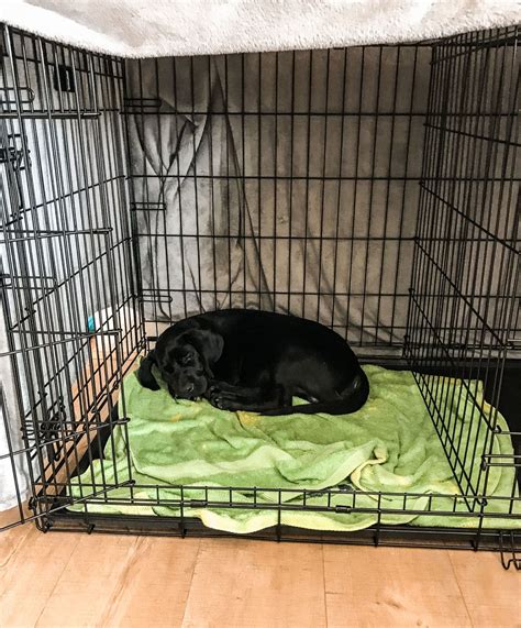 Dog Crate For Labrador - dopi