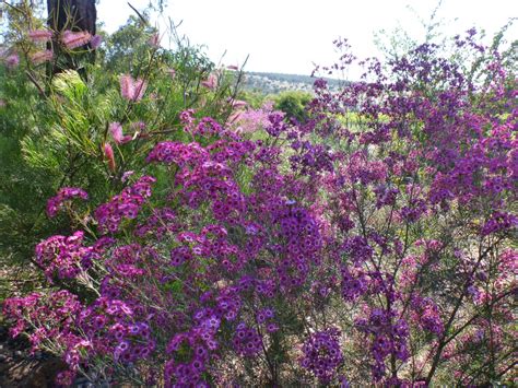 Chamelaucium Uncinatum ‘purple Pride Geraldton Wax Flower Gardening